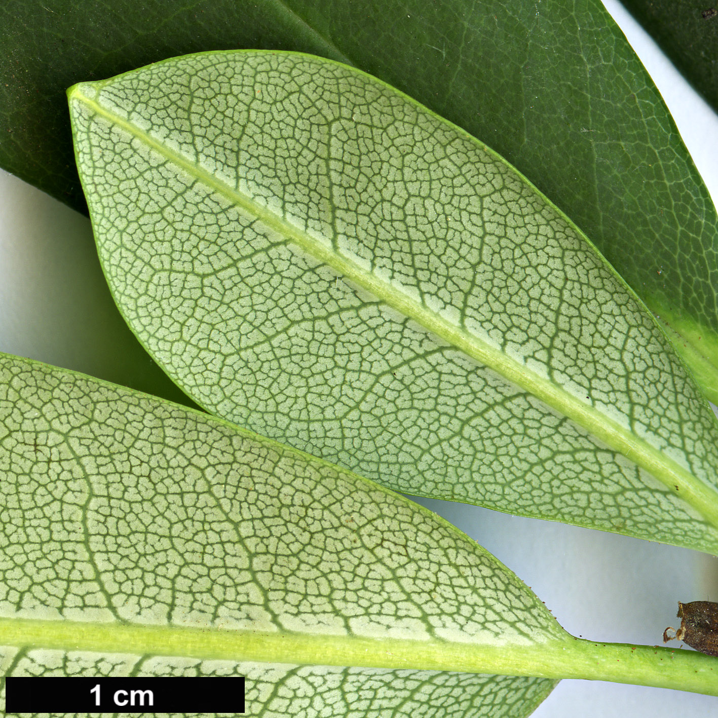 High resolution image: Family: Ericaceae - Genus: Rhododendron - Taxon: vernicosum