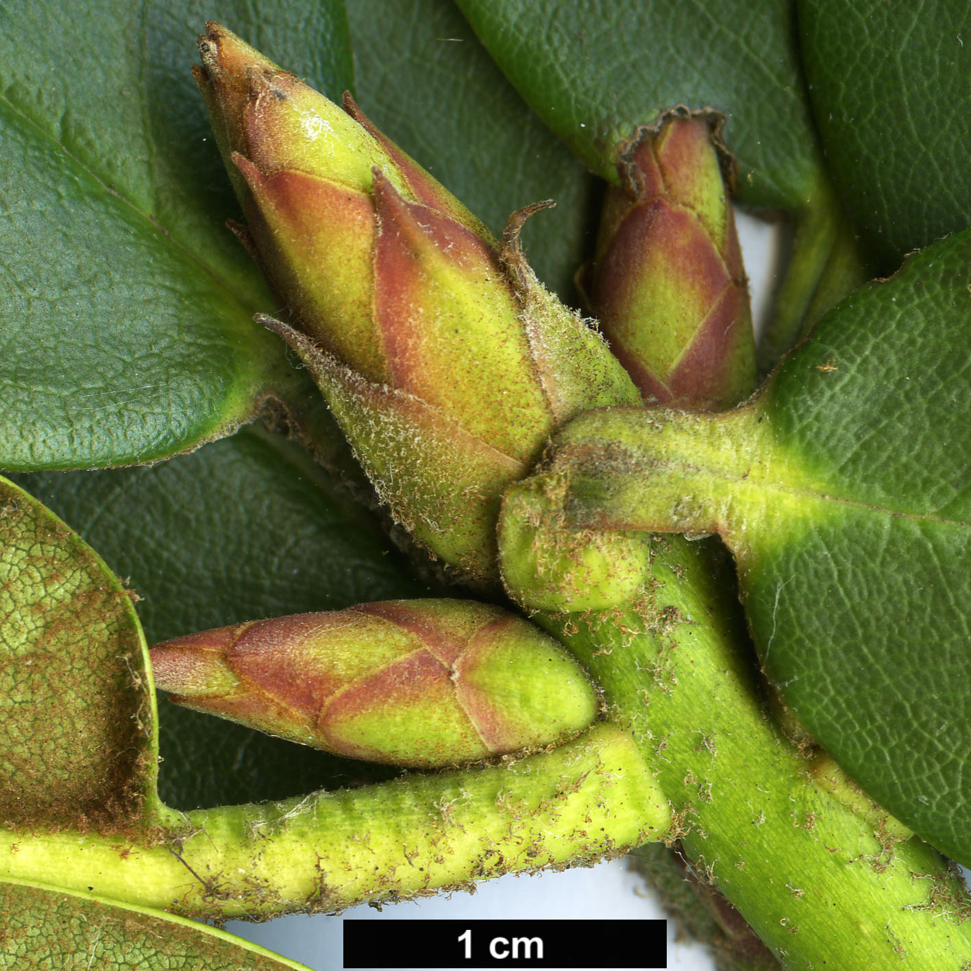 High resolution image: Family: Ericaceae - Genus: Rhododendron - Taxon: wallichii