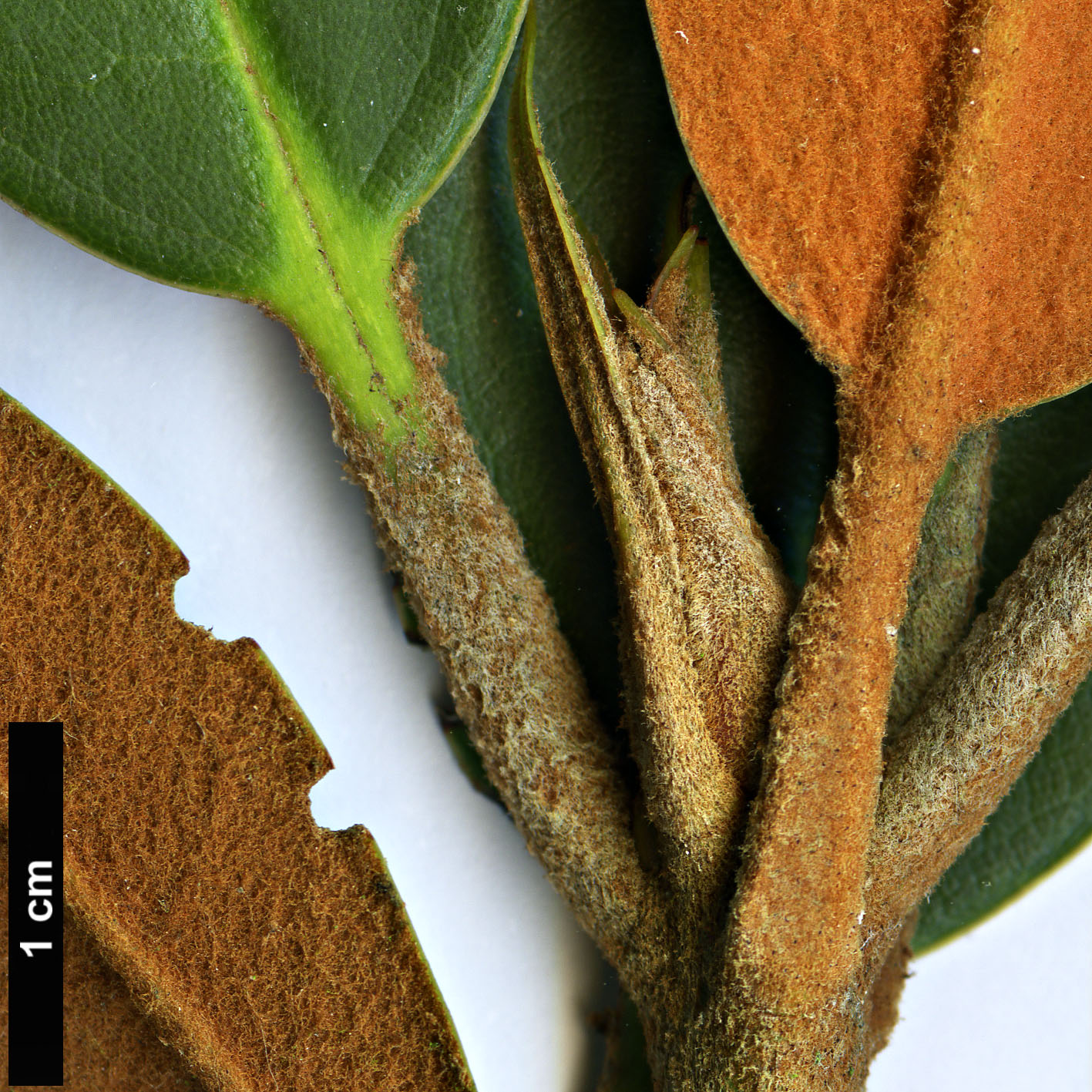 High resolution image: Family: Ericaceae - Genus: Rhododendron - Taxon: wasonii