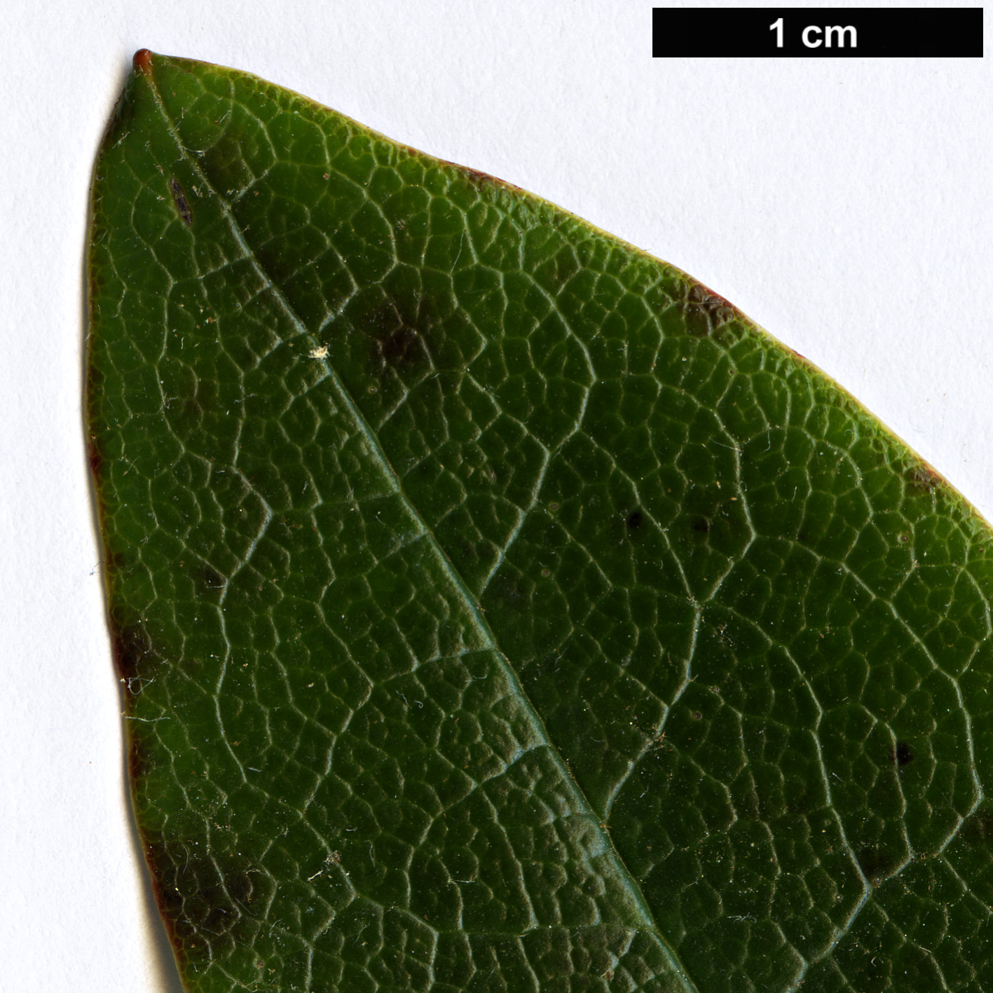 High resolution image: Family: Ericaceae - Genus: Rhododendron - Taxon: wightii