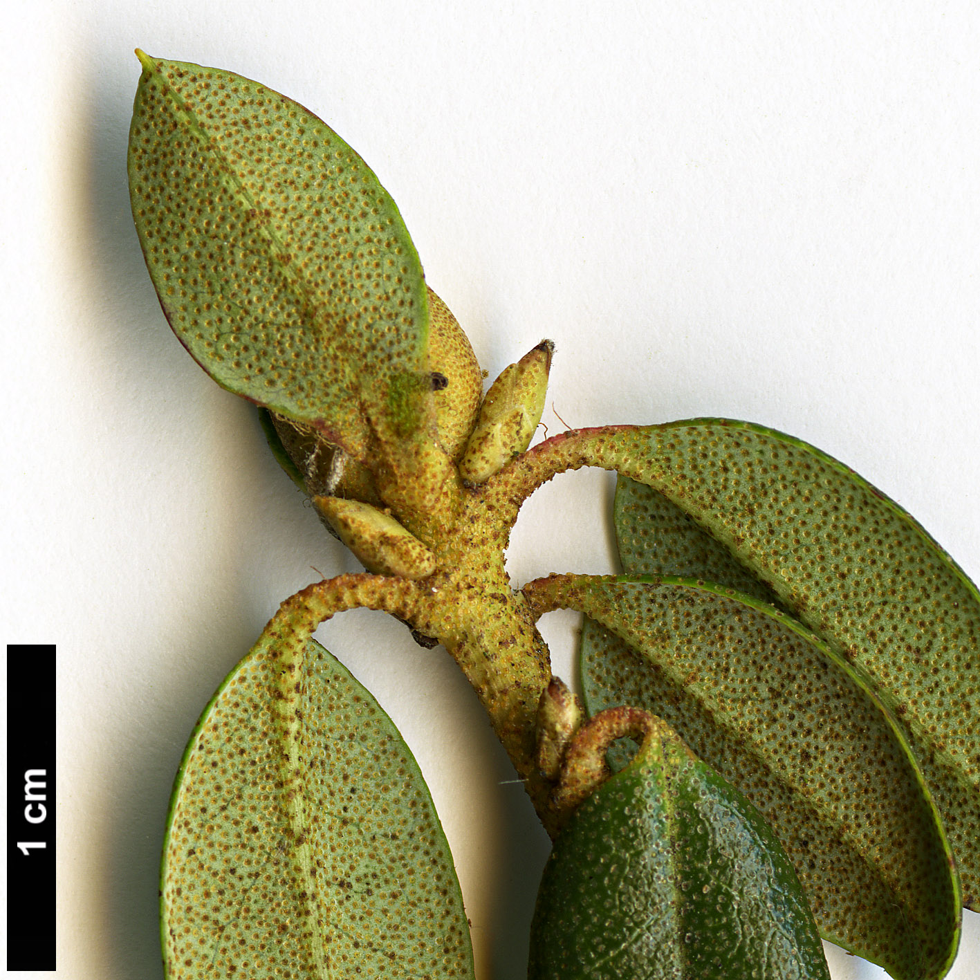 High resolution image: Family: Ericaceae - Genus: Rhododendron - Taxon: wongii