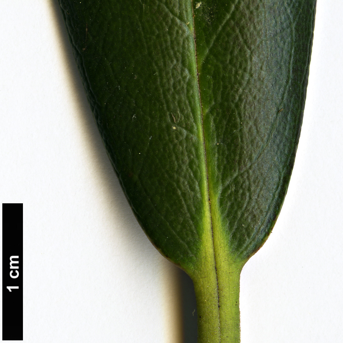 High resolution image: Family: Ericaceae - Genus: Rhododendron - Taxon: yakushimanum