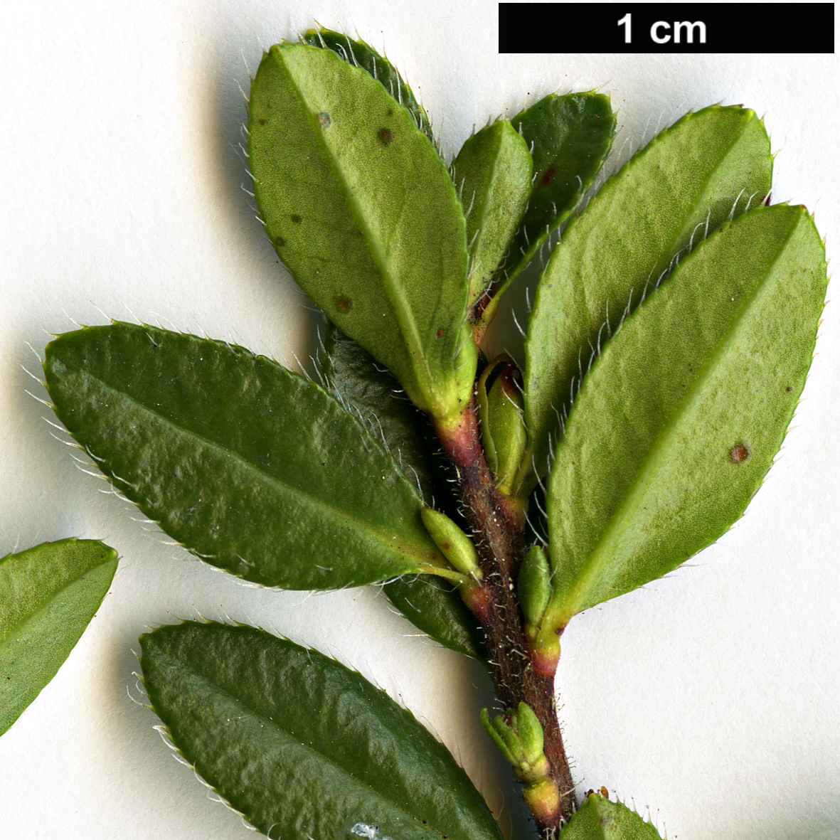 High resolution image: Family: Ericaceae - Genus: Rhodothamnus - Taxon: chamaecistus