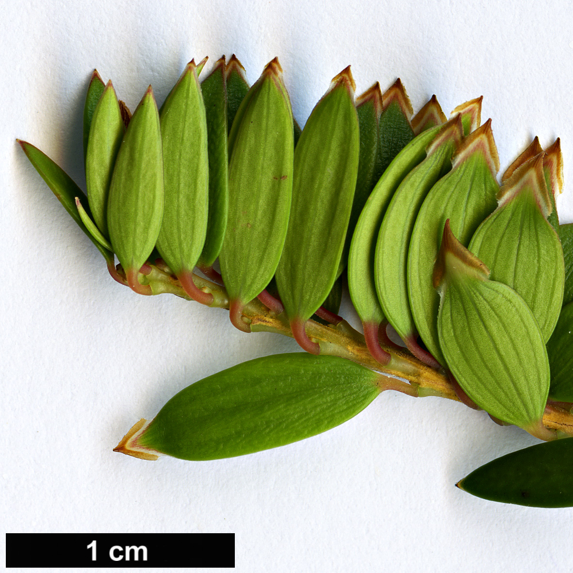 High resolution image: Family: Ericaceae - Genus: Trochocarpa - Taxon: disticha
