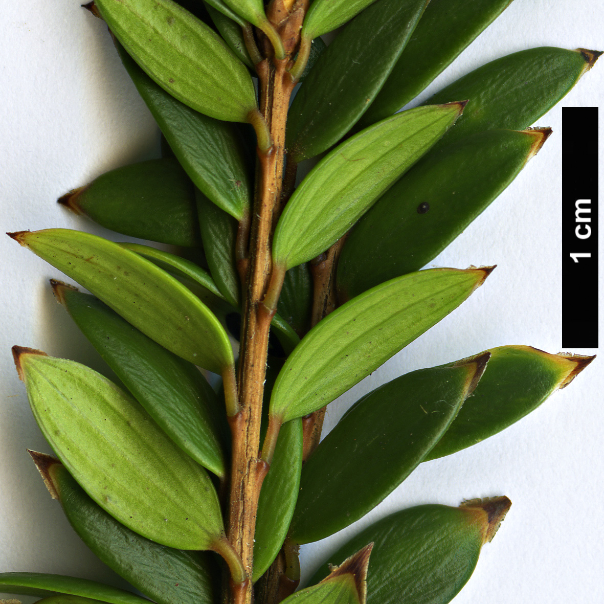 High resolution image: Family: Ericaceae - Genus: Trochocarpa - Taxon: disticha