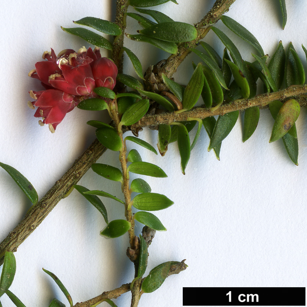 High resolution image: Family: Ericaceae - Genus: Trochocarpa - Taxon: thymifolia