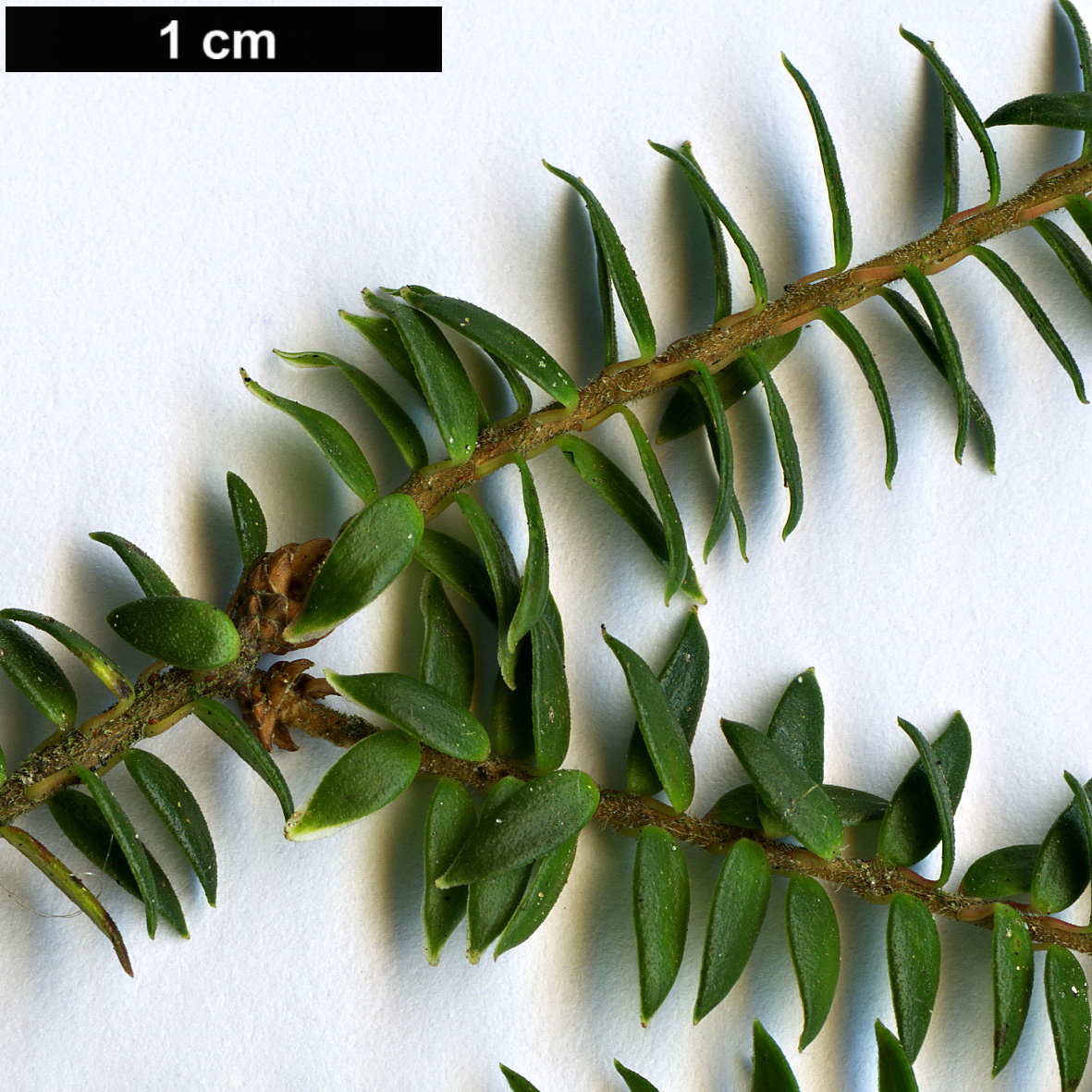 High resolution image: Family: Ericaceae - Genus: Trochocarpa - Taxon: thymifolia