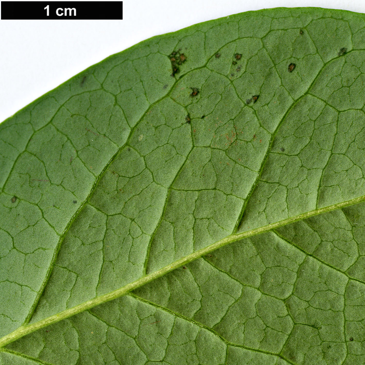 High resolution image: Family: Ericaceae - Genus: Vaccinium - Taxon: corymbosum