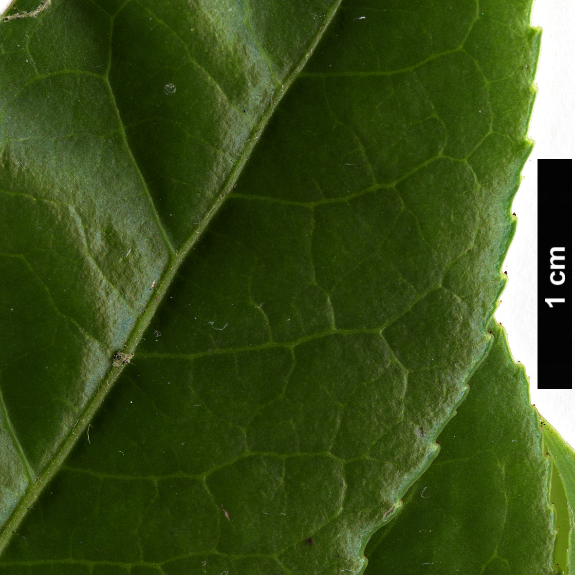 High resolution image: Family: Ericaceae - Genus: Vaccinium - Taxon: duclouxii