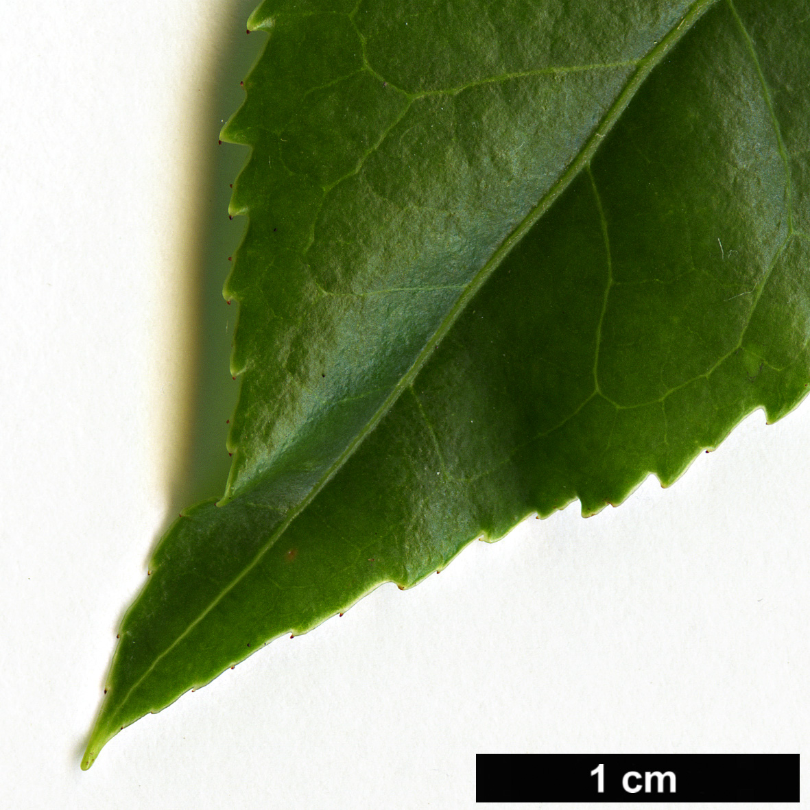High resolution image: Family: Ericaceae - Genus: Vaccinium - Taxon: duclouxii