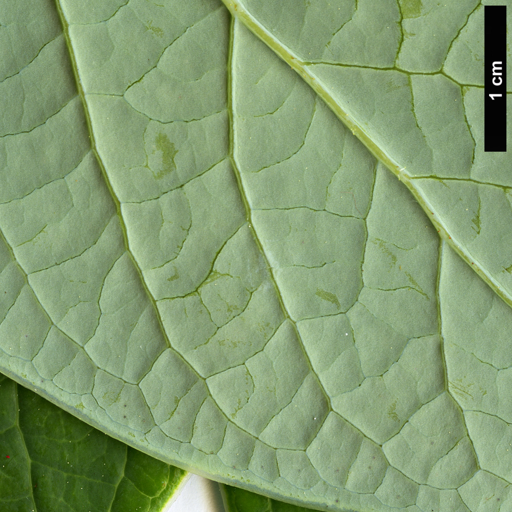 High resolution image: Family: Ericaceae - Genus: Vaccinium - Taxon: gaultheriifolium
