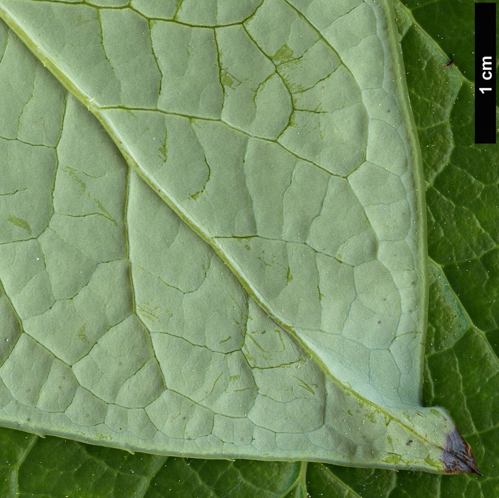 High resolution image: Family: Ericaceae - Genus: Vaccinium - Taxon: gaultheriifolium
