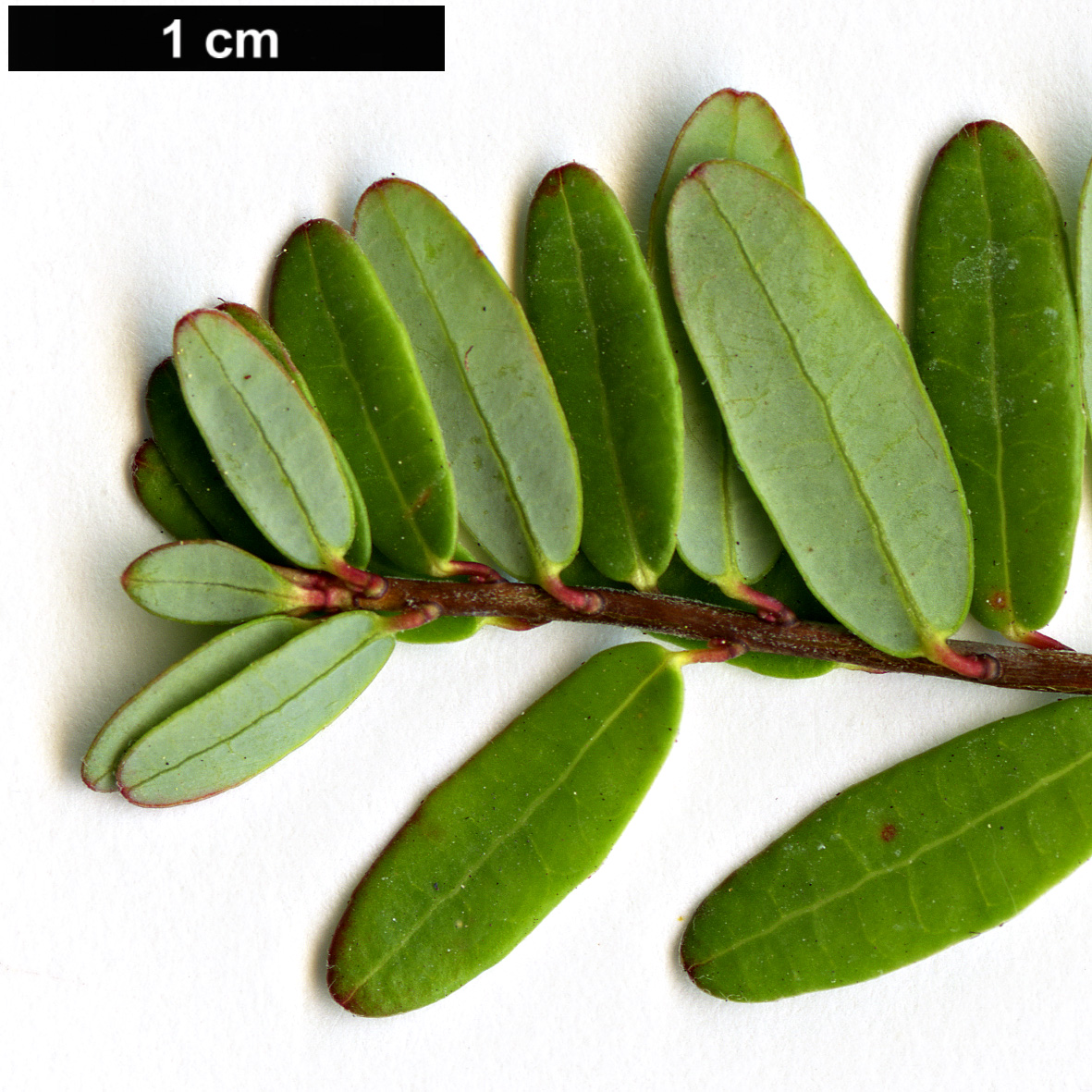 High resolution image: Family: Ericaceae - Genus: Vaccinium - Taxon: macrocarpon