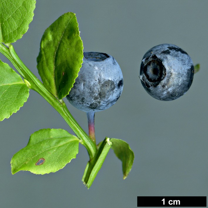 High resolution image: Family: Ericaceae - Genus: Vaccinium - Taxon: myrtillus