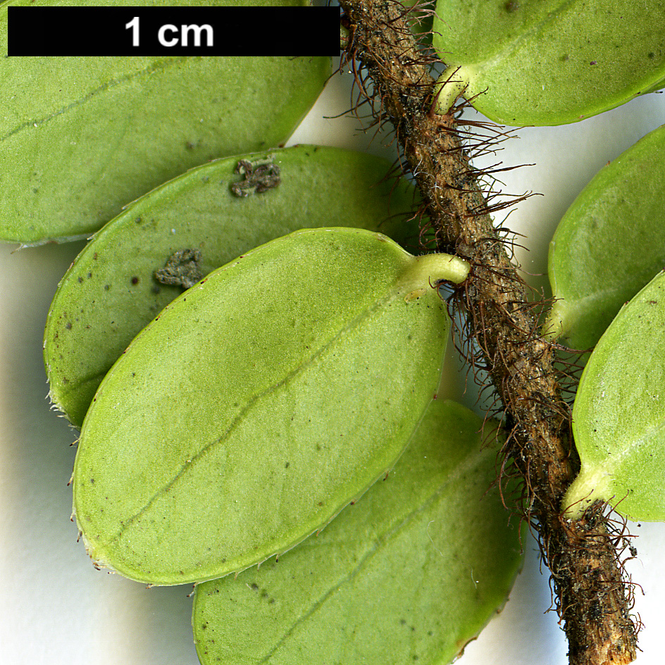High resolution image: Family: Ericaceae - Genus: Vaccinium - Taxon: nummularia
