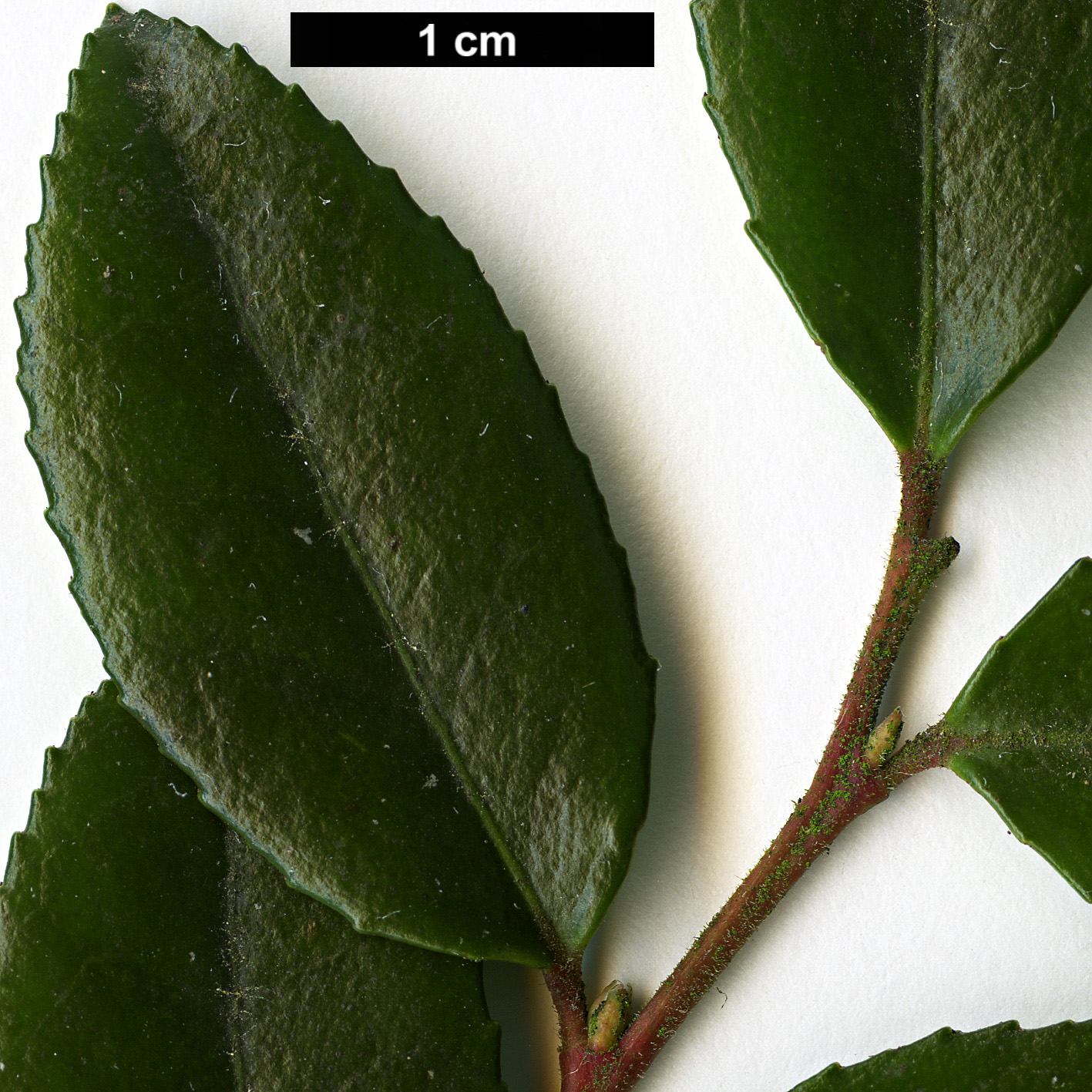 High resolution image: Family: Ericaceae - Genus: Vaccinium - Taxon: ovatum