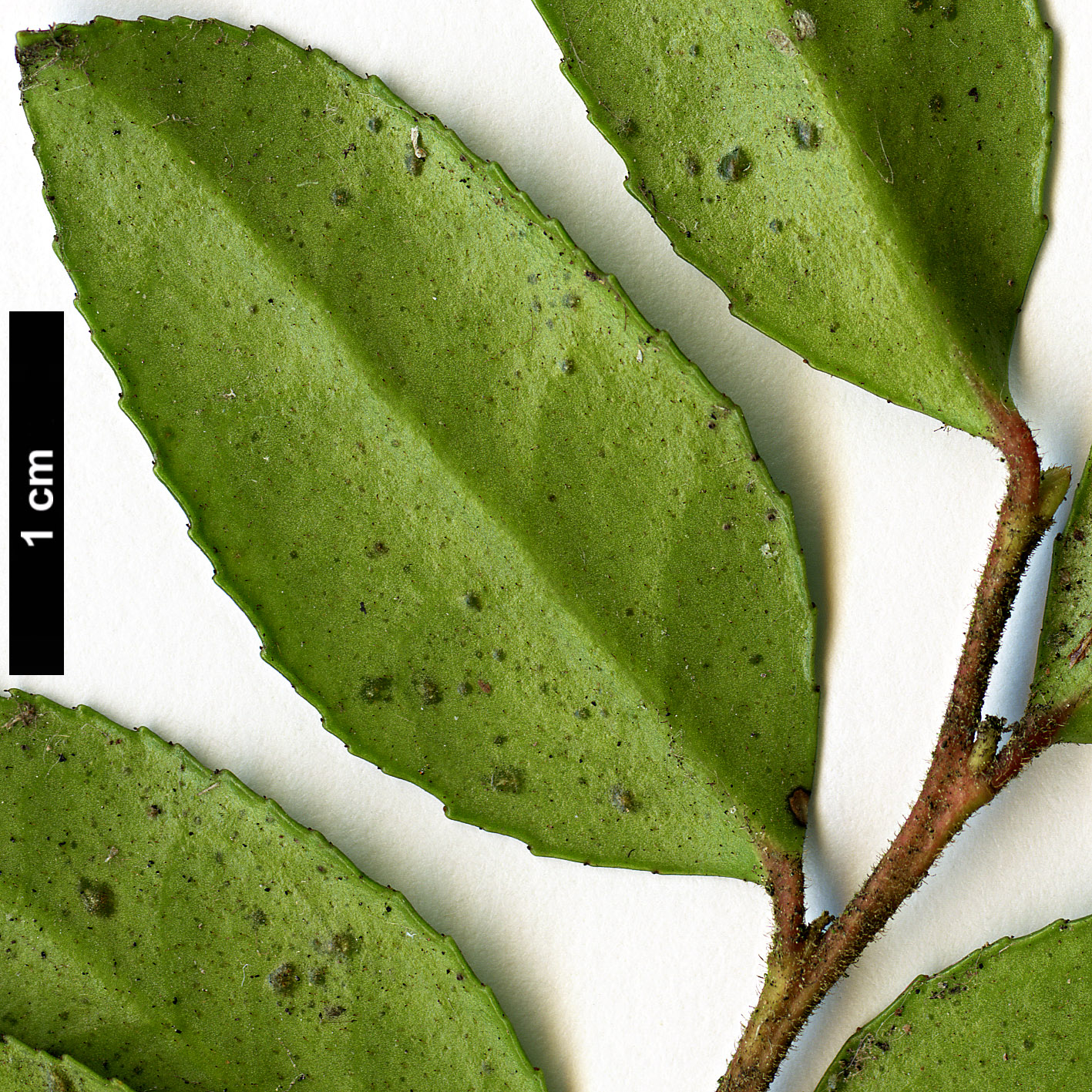 High resolution image: Family: Ericaceae - Genus: Vaccinium - Taxon: ovatum