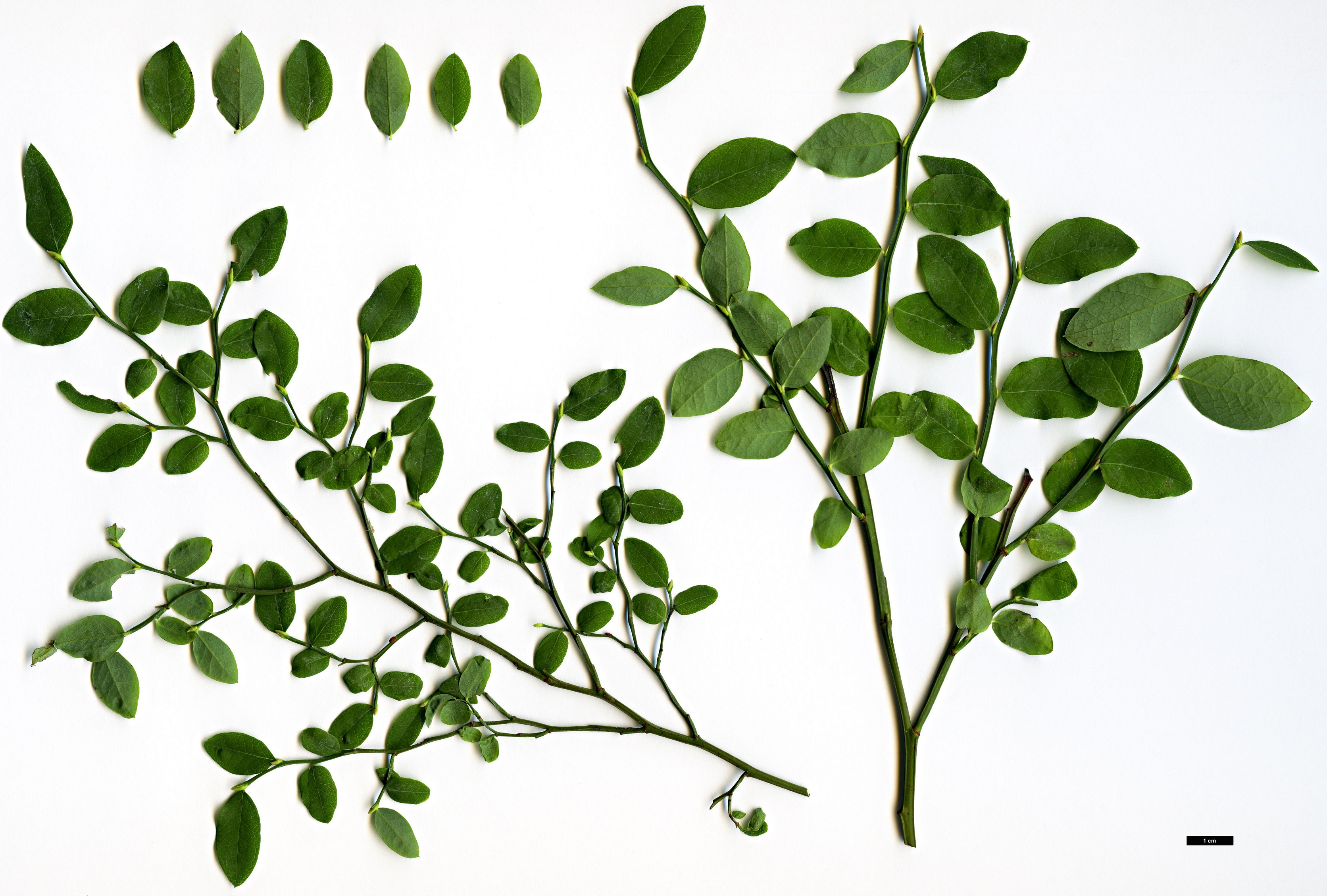 High resolution image: Family: Ericaceae - Genus: Vaccinium - Taxon: parvifolium