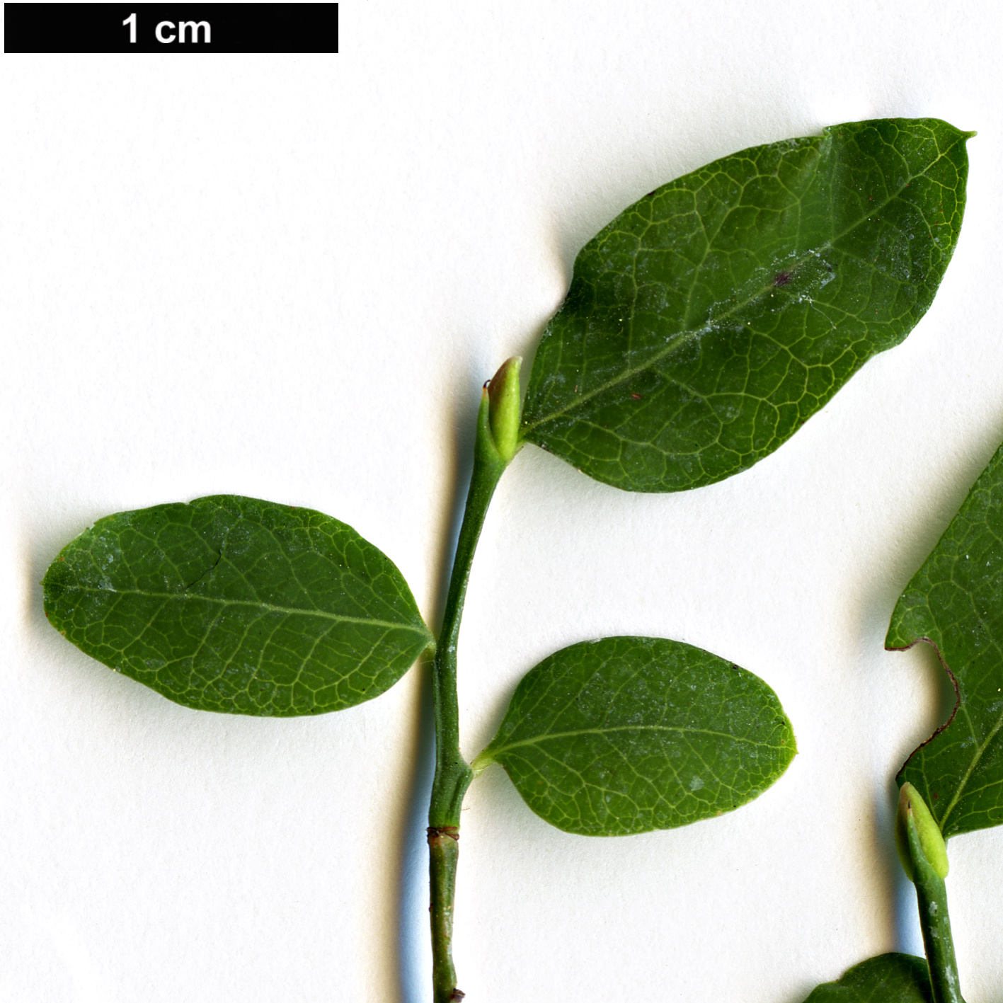 High resolution image: Family: Ericaceae - Genus: Vaccinium - Taxon: parvifolium