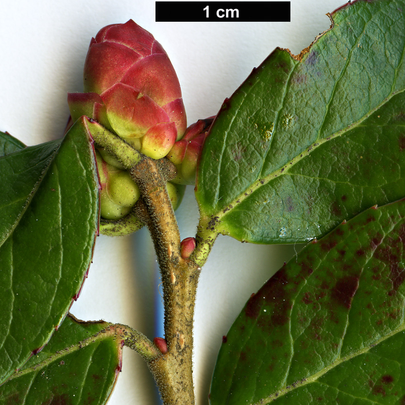 High resolution image: Family: Ericaceae - Genus: Vaccinium - Taxon: sikkimense