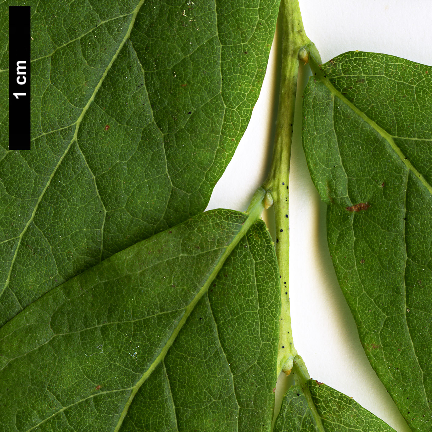 High resolution image: Family: Ericaceae - Genus: Vaccinium - Taxon: stamineum