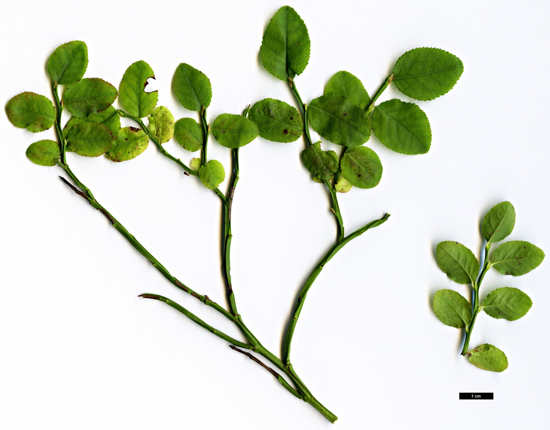 High resolution image: Family: Ericaceae - Genus: Vaccinium - Taxon: vitis-idaea