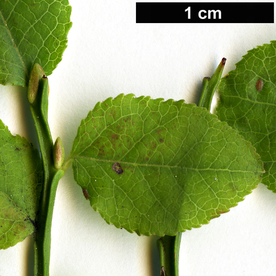 High resolution image: Family: Ericaceae - Genus: Vaccinium - Taxon: vitis-idaea