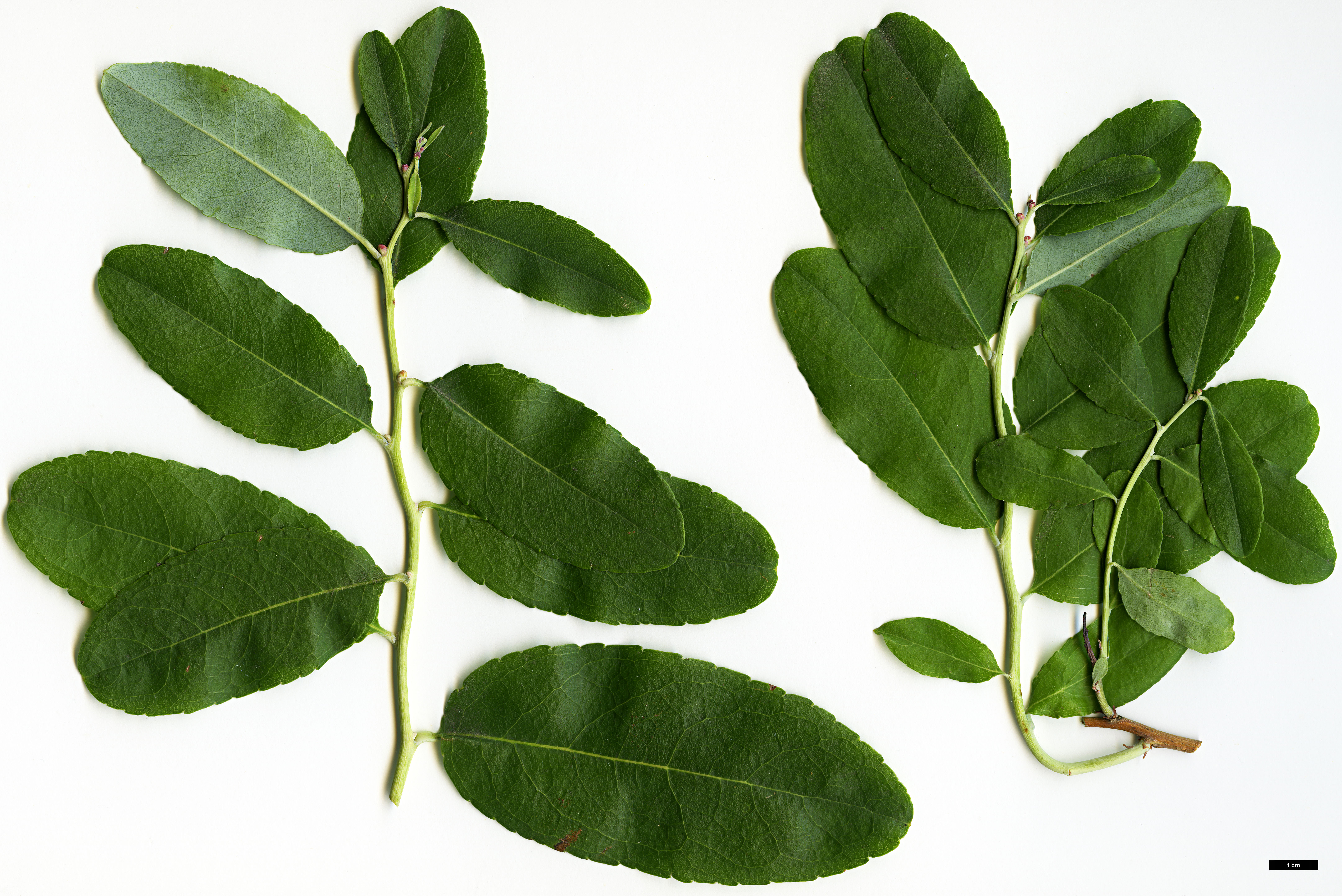 High resolution image: Family: Ericaceae - Genus: Zenobia - Taxon: pulverulenta