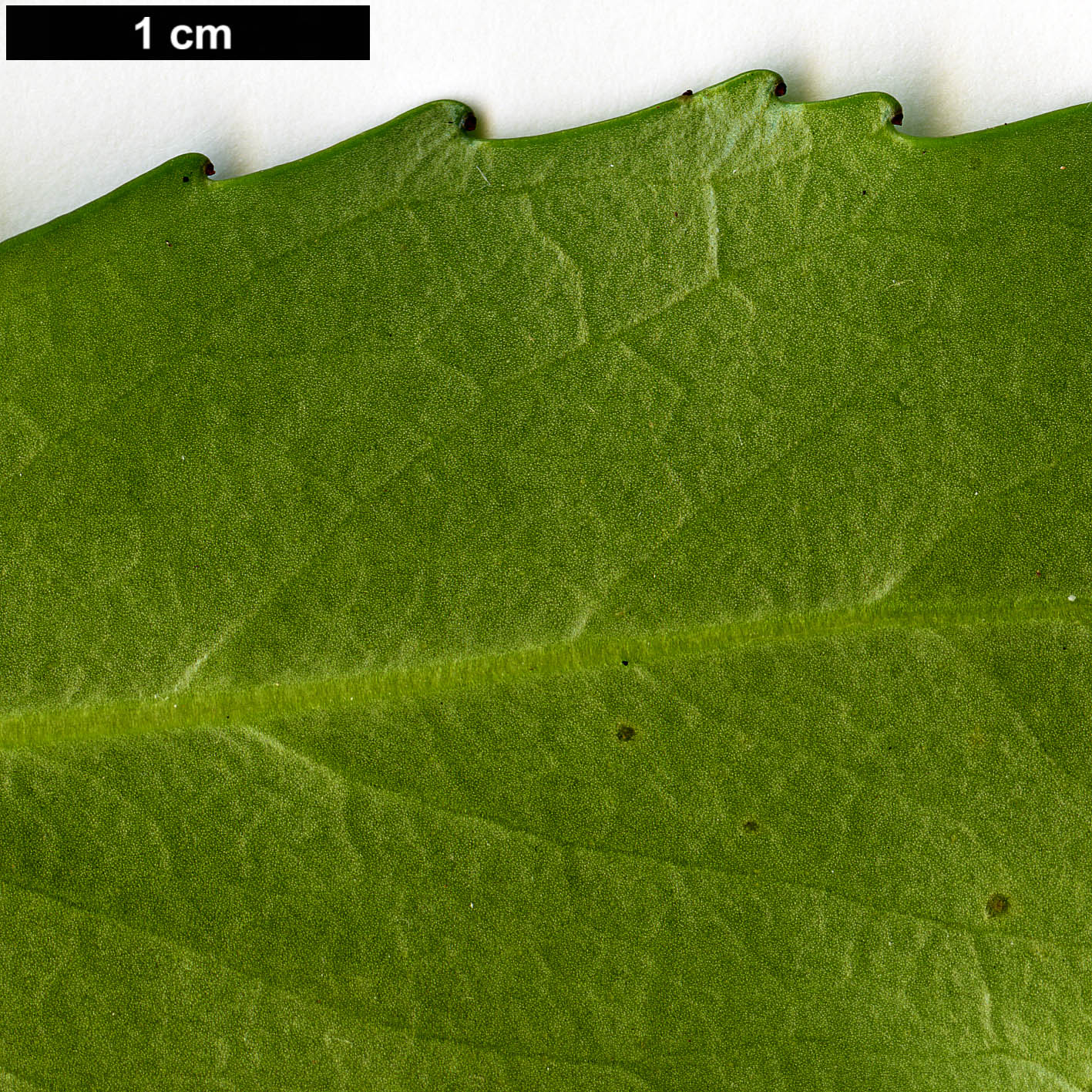 High resolution image: Family: Escalloniaceae - Genus: Anopterus - Taxon: glandulosus