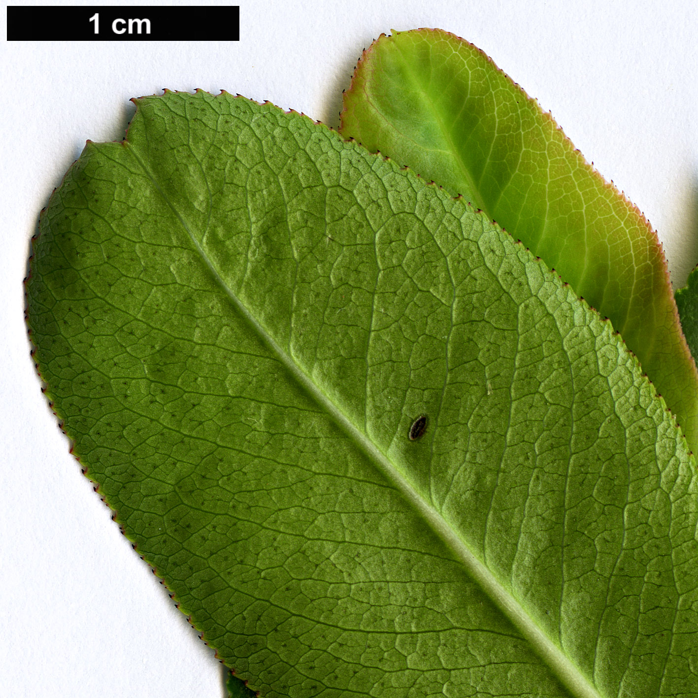 High resolution image: Family: Escalloniaceae - Genus: Escallonia - Taxon: bifida