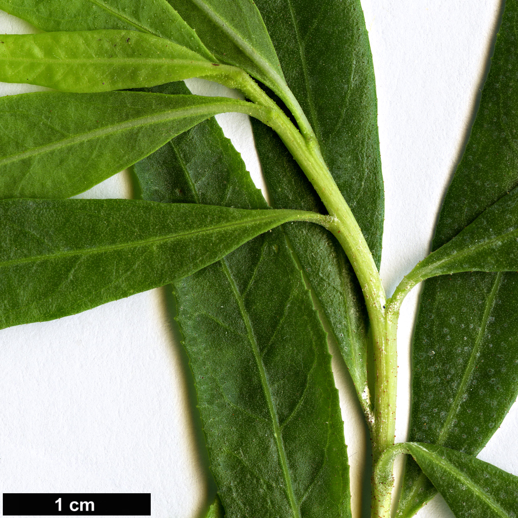 High resolution image: Family: Escalloniaceae - Genus: Escallonia - Taxon: salicifolia
