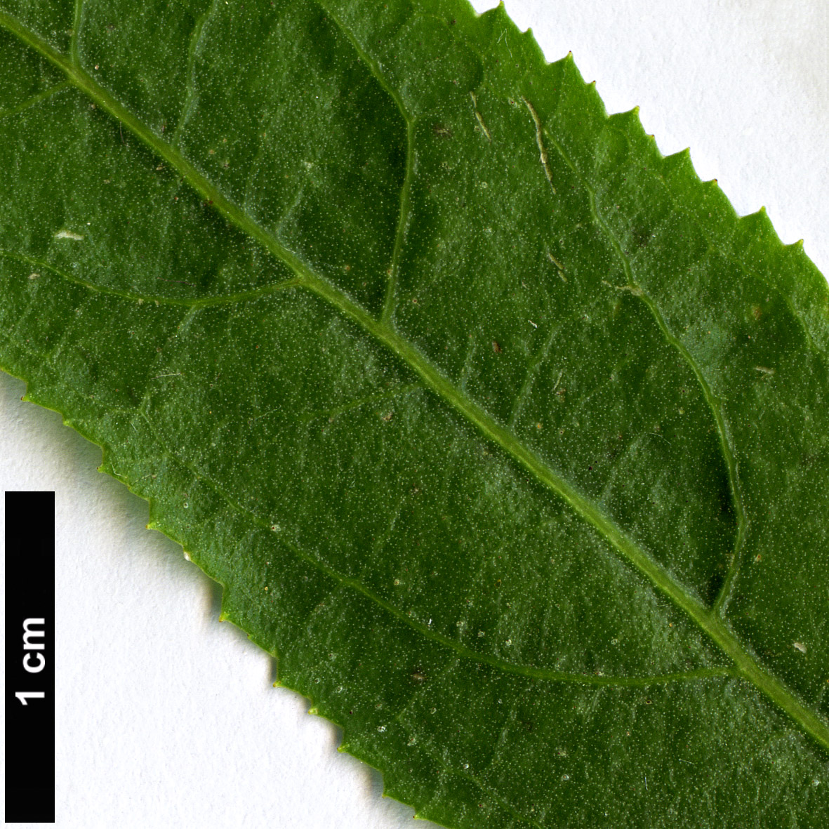 High resolution image: Family: Escalloniaceae - Genus: Escallonia - Taxon: salicifolia