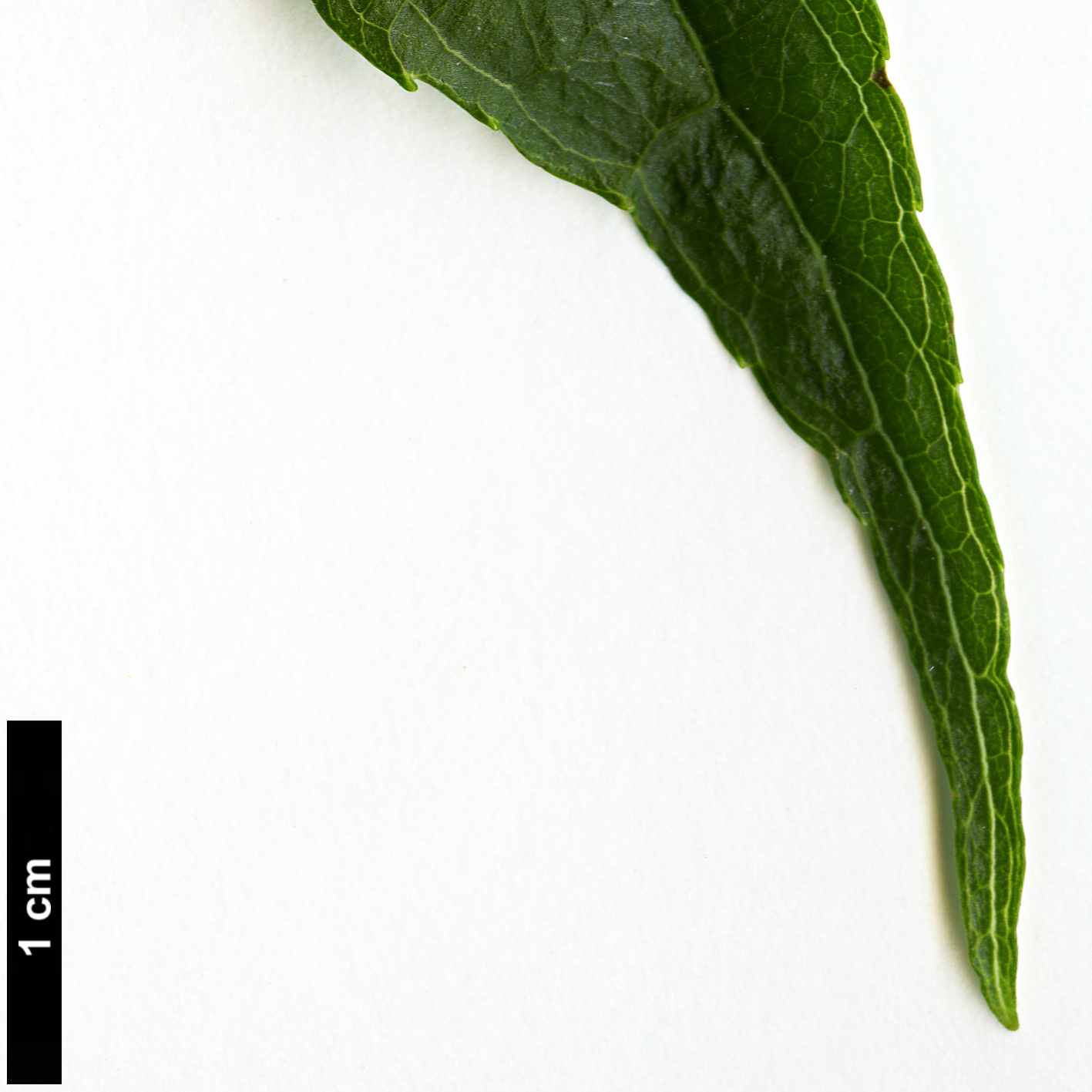 High resolution image: Family: Eucommiaceae - Genus: Eucommia - Taxon: ulmoides