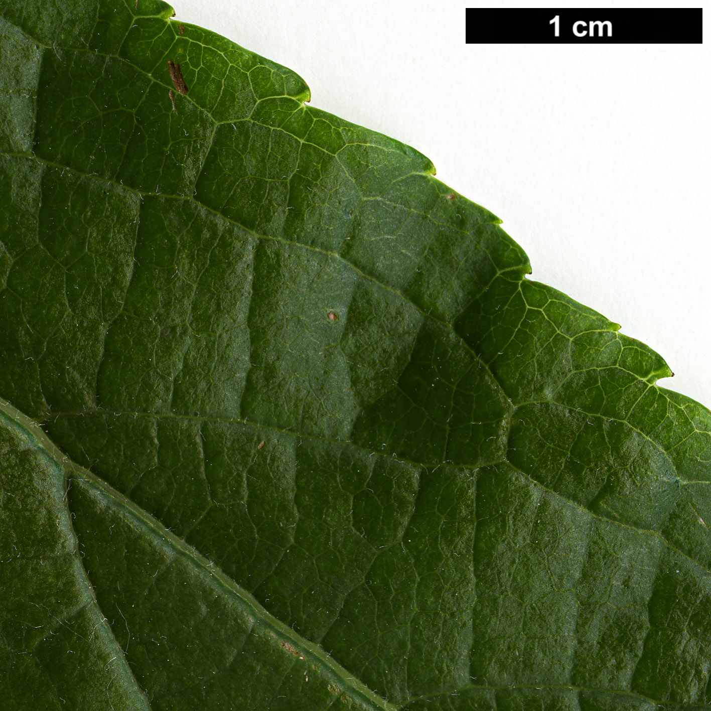 High resolution image: Family: Eucommiaceae - Genus: Eucommia - Taxon: ulmoides