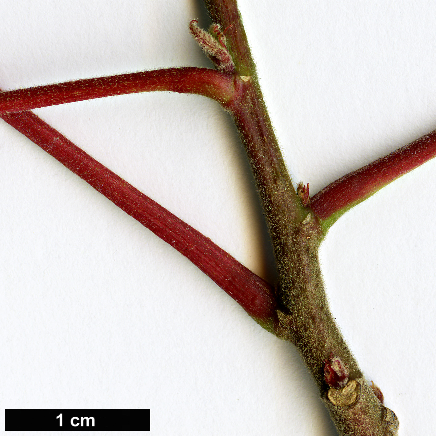 High resolution image: Family: Euphorbiaceae - Genus: Alchornea - Taxon: trewioides