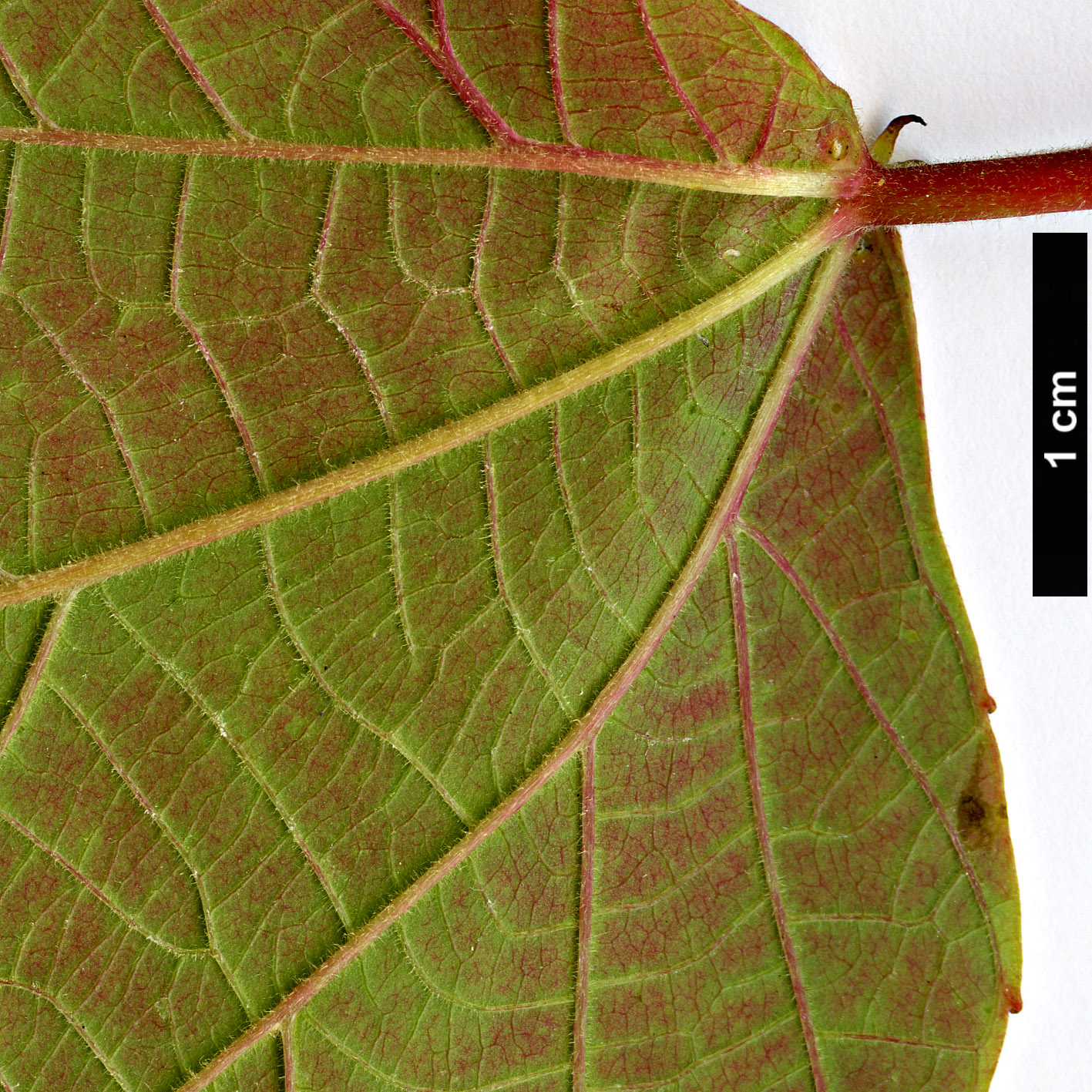 High resolution image: Family: Euphorbiaceae - Genus: Alchornea - Taxon: trewioides