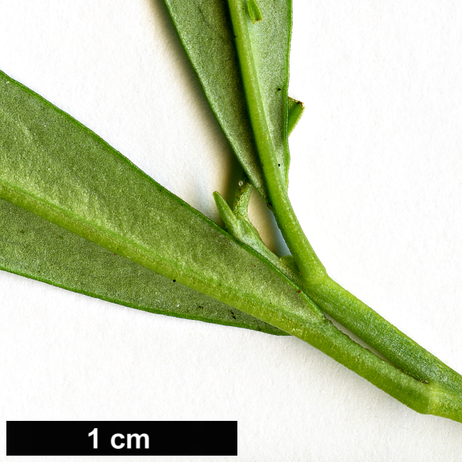 High resolution image: Family: Euphorbiaceae - Genus: Beyeria - Taxon: viscosa