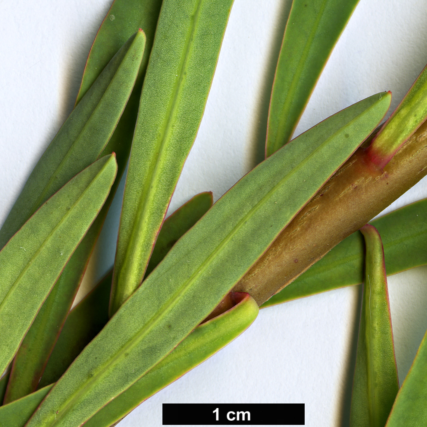 High resolution image: Family: Euphorbiaceae - Genus: Euphorbia - Taxon: dendroides