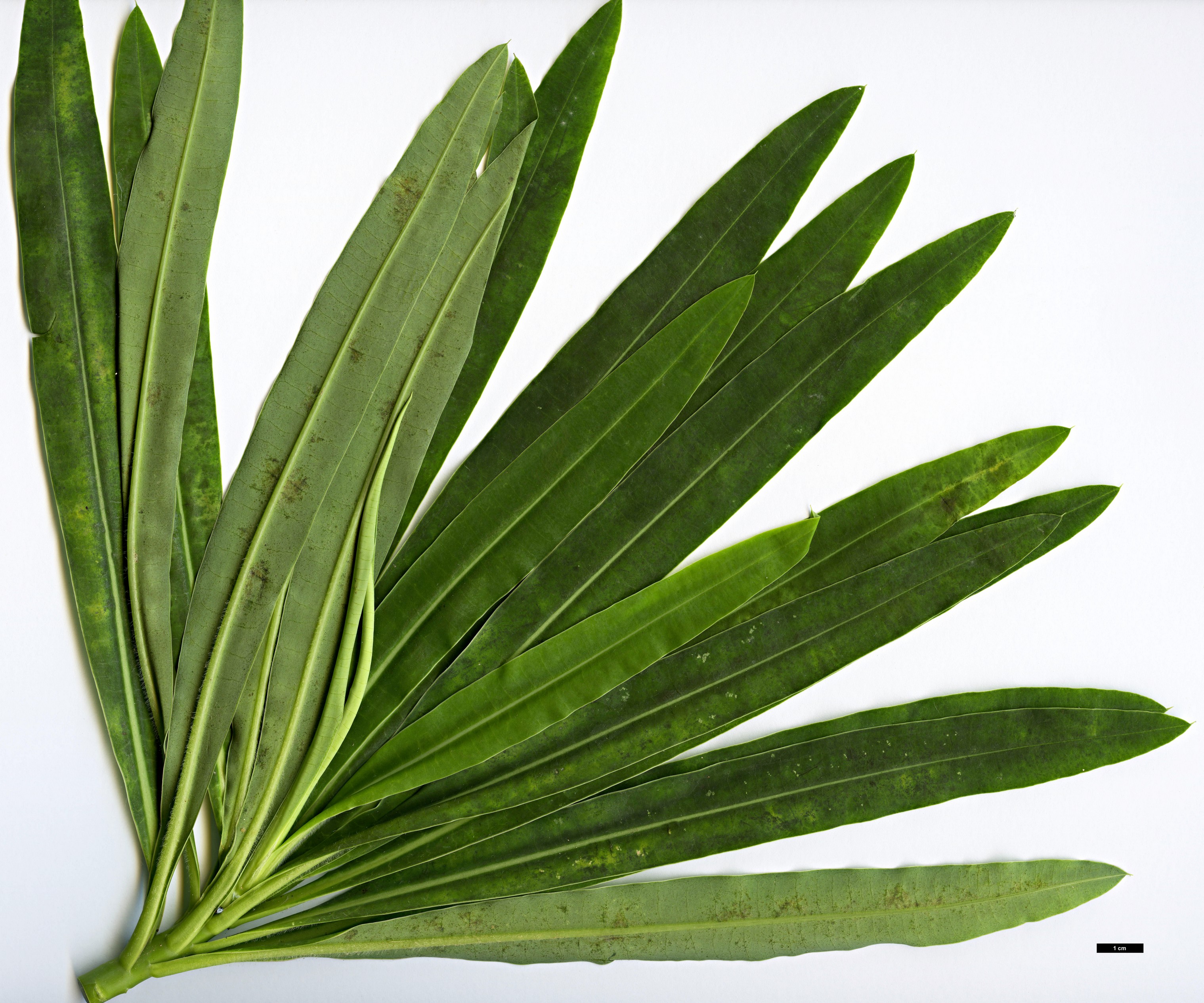 High resolution image: Family: Euphorbiaceae - Genus: Euphorbia - Taxon: mellifera