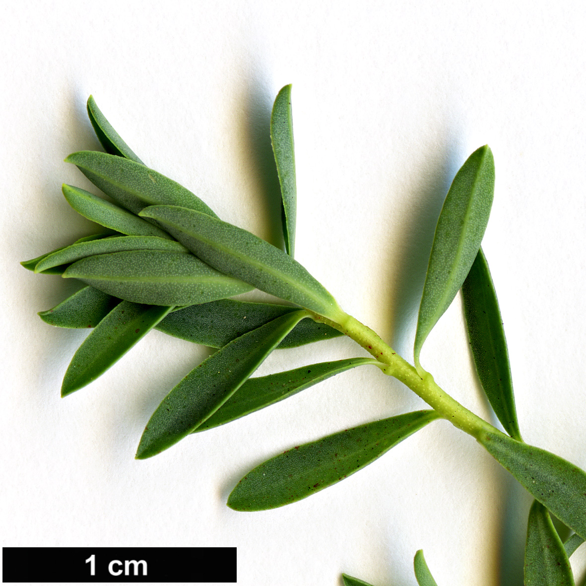 High resolution image: Family: Euphorbiaceae - Genus: Euphorbia - Taxon: spinosa