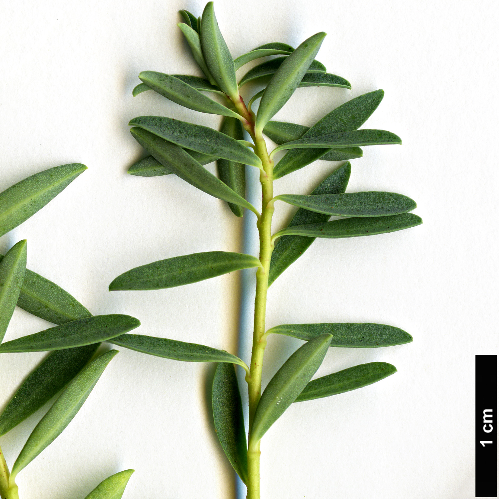 High resolution image: Family: Euphorbiaceae - Genus: Euphorbia - Taxon: spinosa