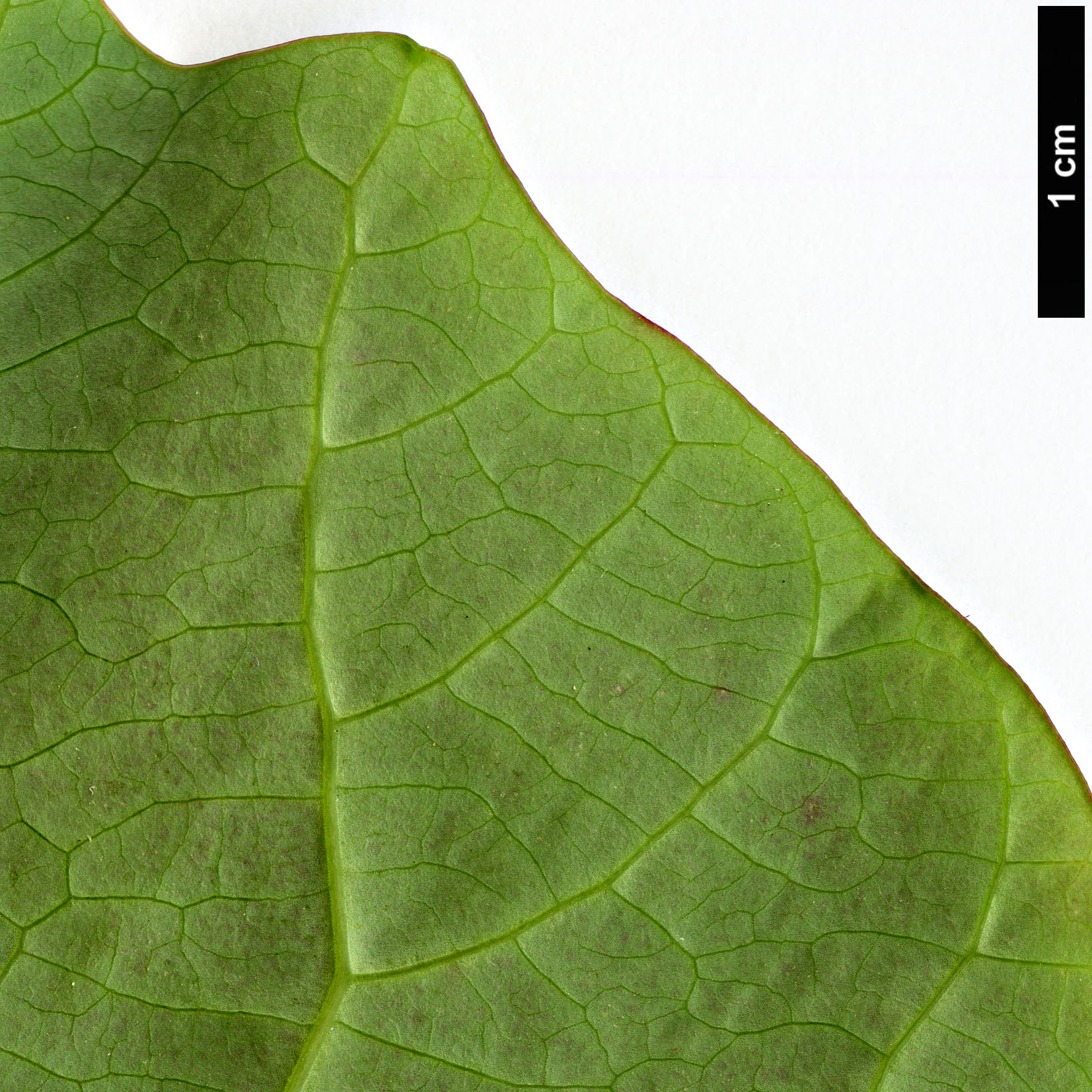 High resolution image: Family: Euphorbiaceae - Genus: Homalanthus - Taxon: nutans