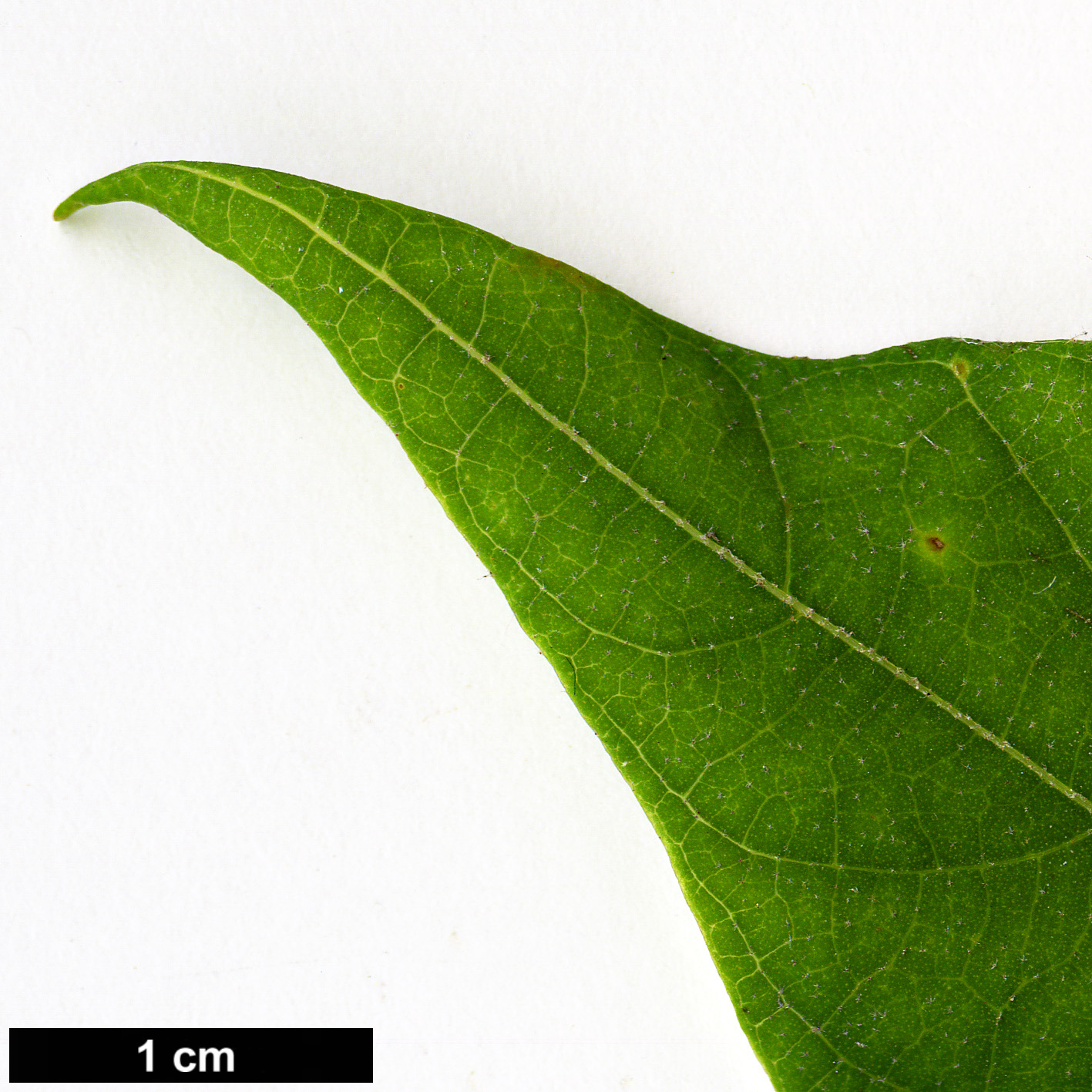 High resolution image: Family: Euphorbiaceae - Genus: Mallotus - Taxon: japonicus