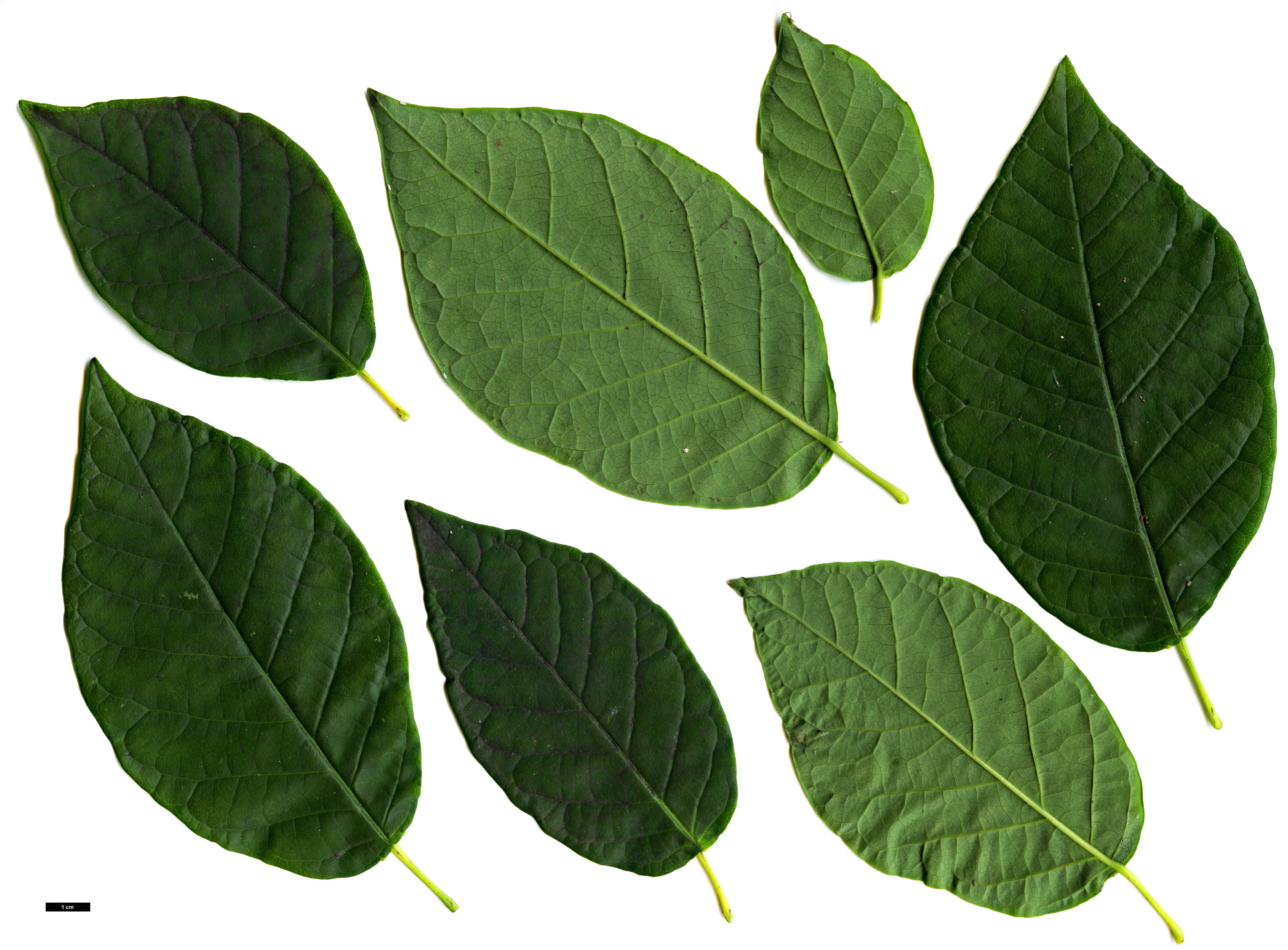 High resolution image: Family: Euphorbiaceae - Genus: Neoshirakia - Taxon: japonica