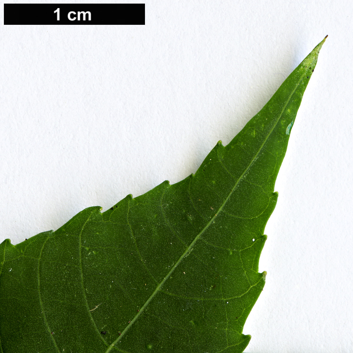 High resolution image: Family: Euphorbiaceae - Genus: Ricinus - Taxon: communis