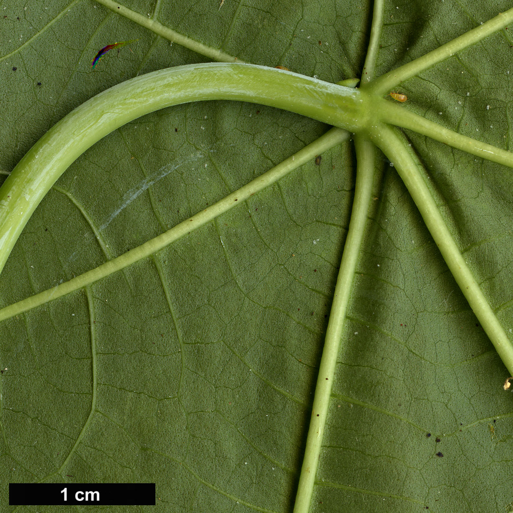 High resolution image: Family: Euphorbiaceae - Genus: Ricinus - Taxon: communis