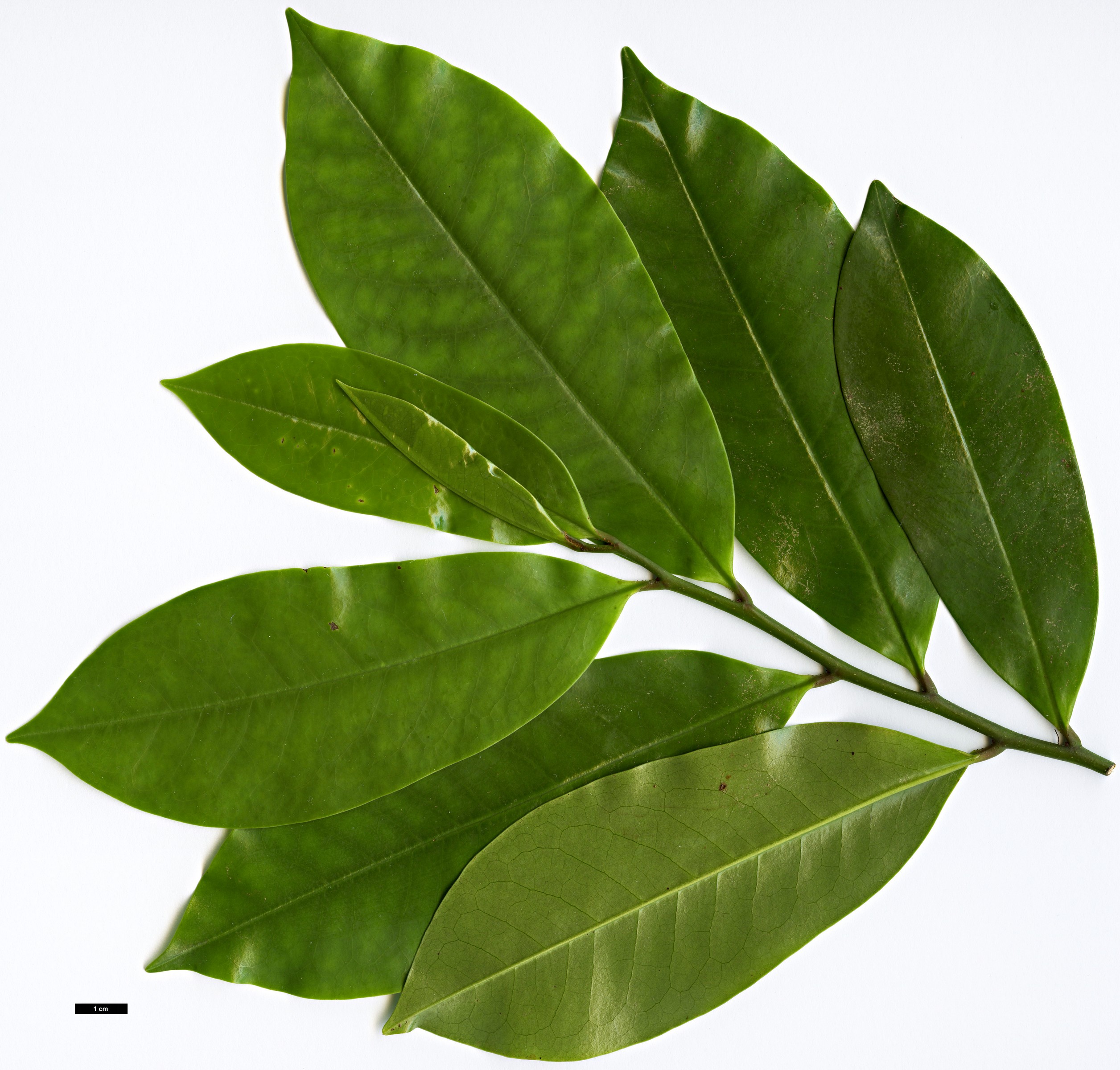 High resolution image: Family: Eupomatiaceae - Genus: Eupomatia - Taxon: laurina