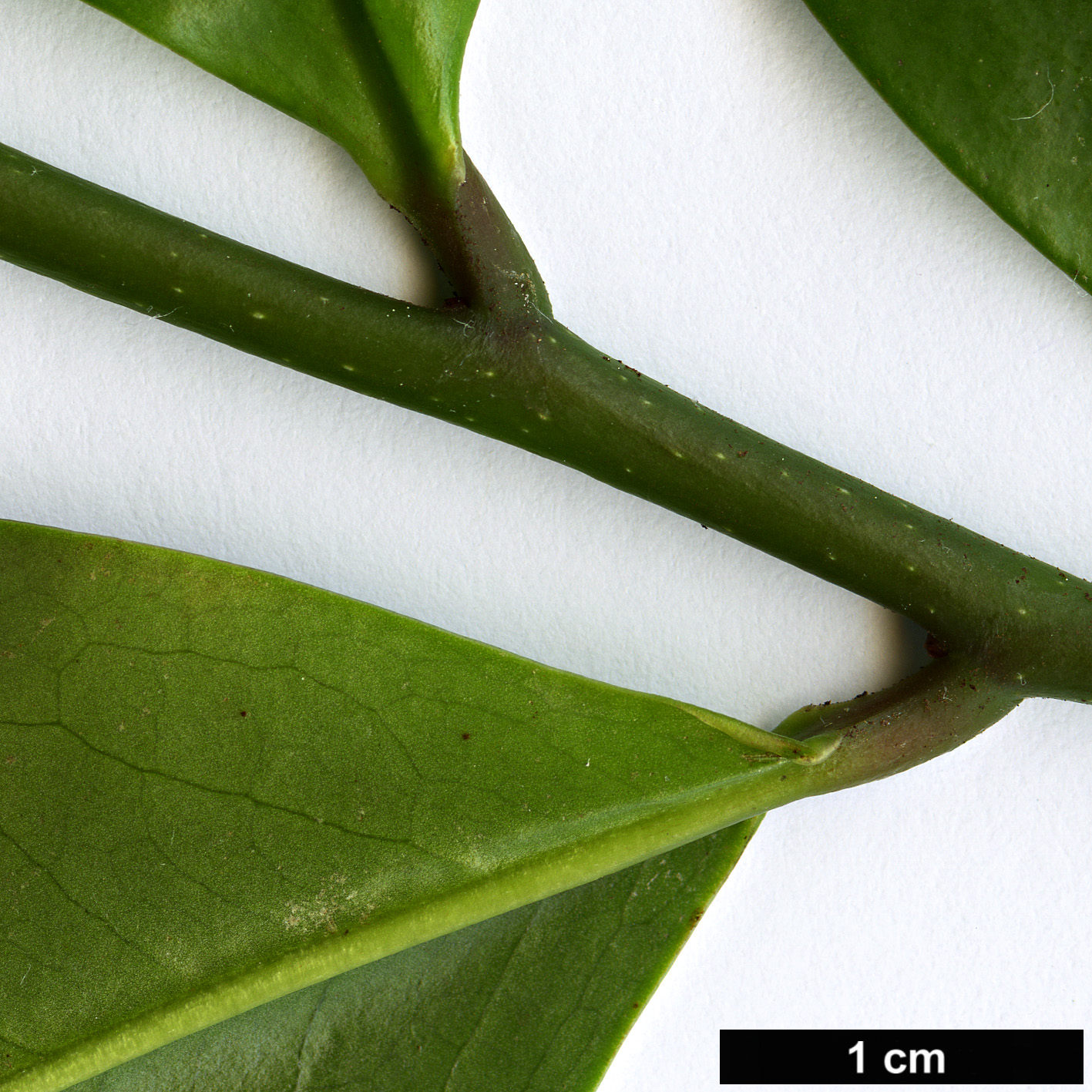 High resolution image: Family: Eupomatiaceae - Genus: Eupomatia - Taxon: laurina