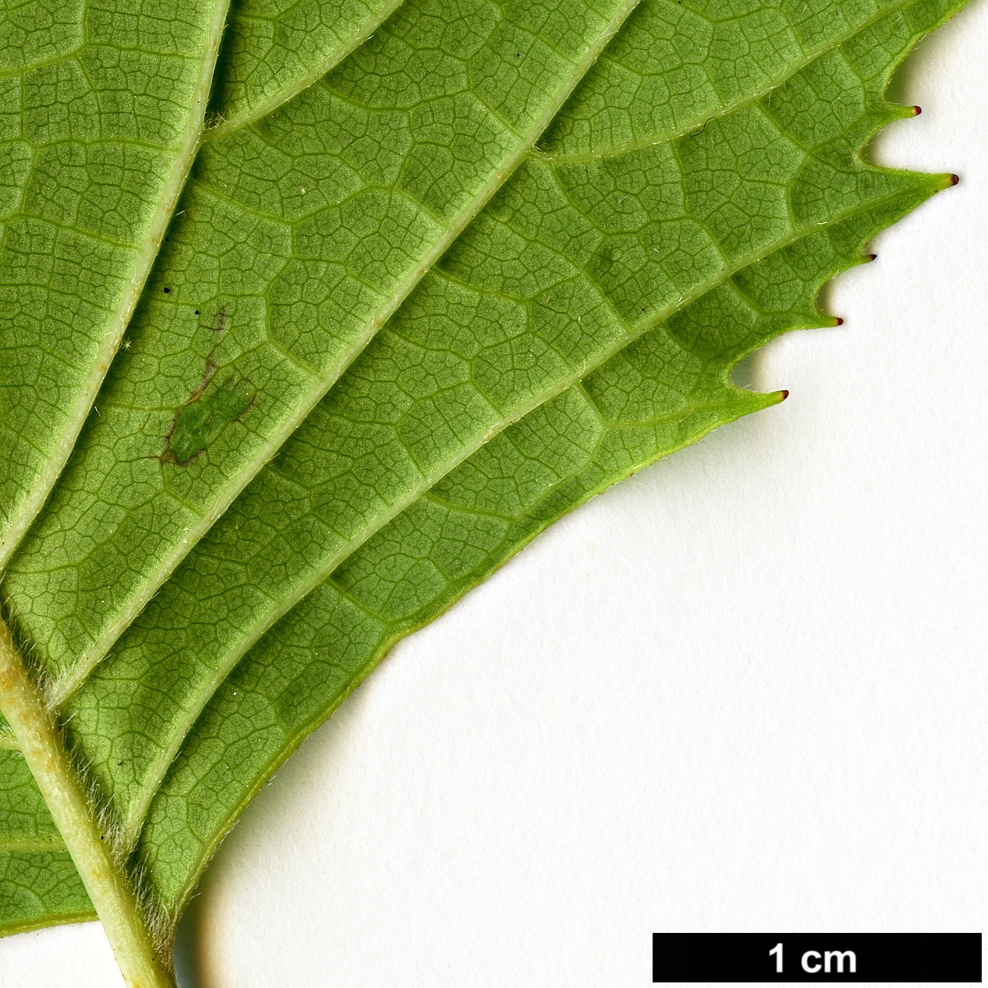 High resolution image: Family: Eupteleaceae - Genus: Euptelea - Taxon: polyandra