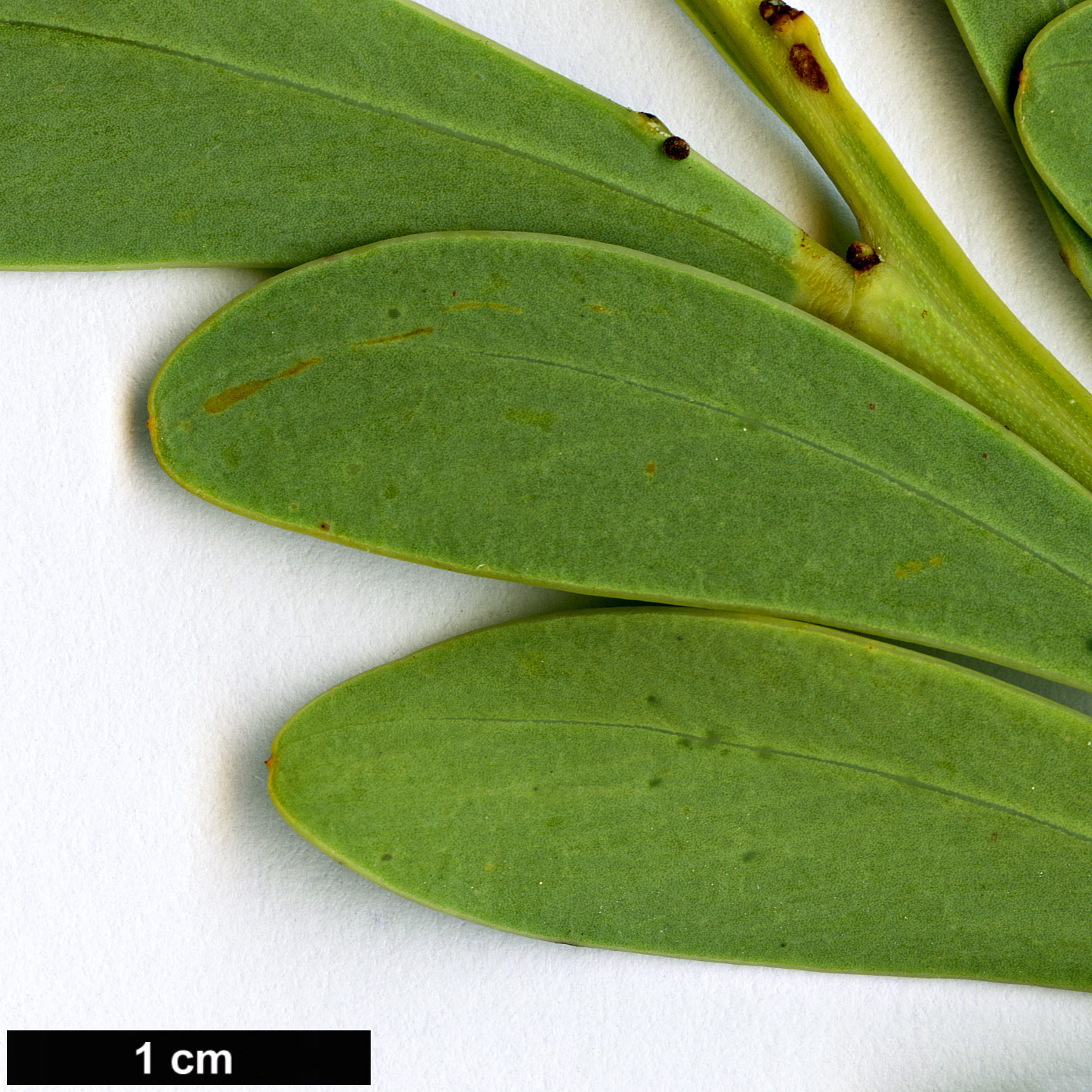 High resolution image: Family: Fabaceae - Genus: Acacia - Taxon: anceps